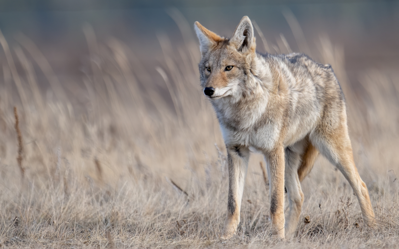 coyote standing in front of tall grass