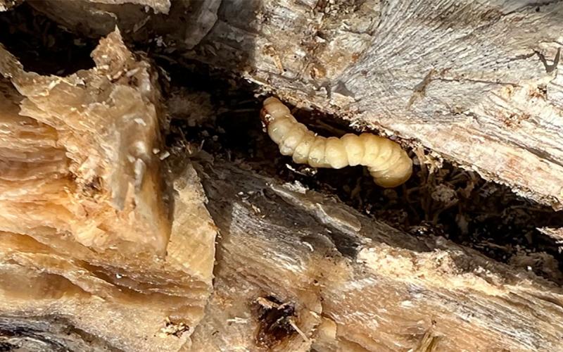 Image showing a brown stalk with a hollowed out pith area and a white beetle larva present.