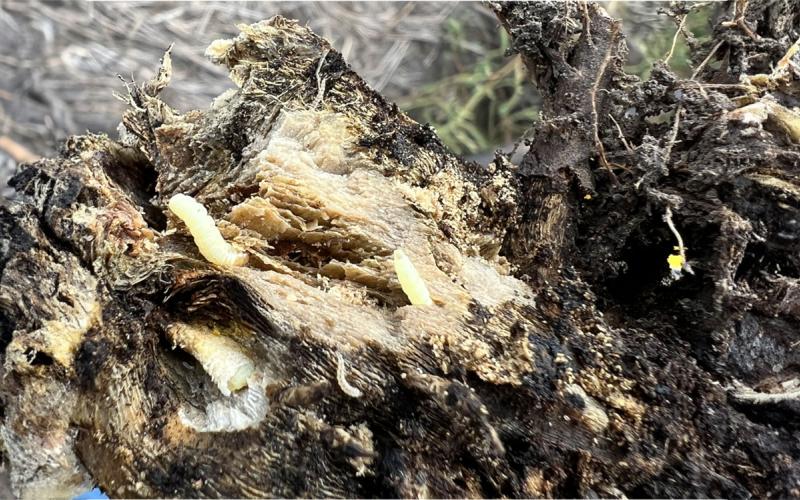Decaying sunflower stalk that has cream colored larvae visible.