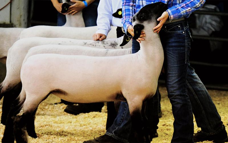 Three black-face sheep being inspected in a show ring.