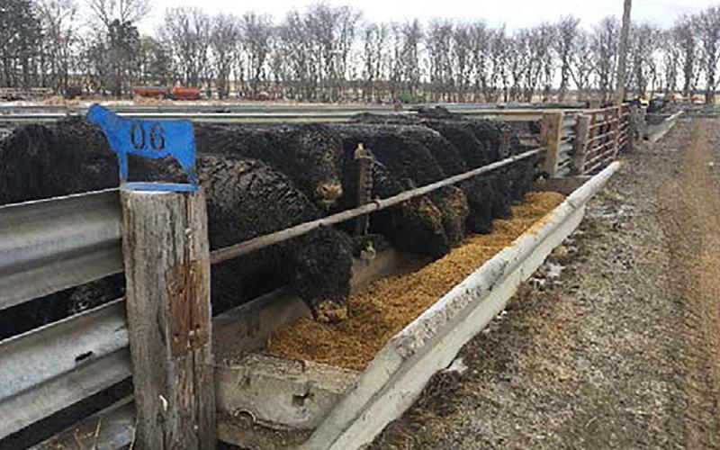 Cattle at a concrete feed bunk at the SDSU Southeast Research Farm.