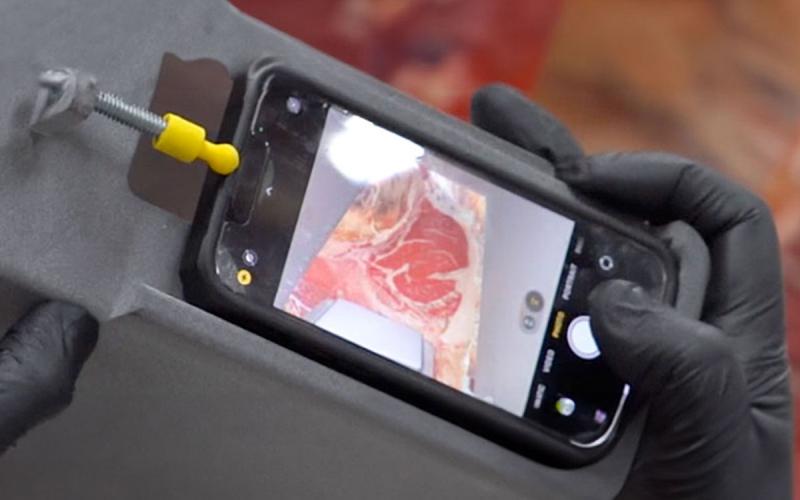 Meat processor taking a photo of a carcass to send for remote grading.
