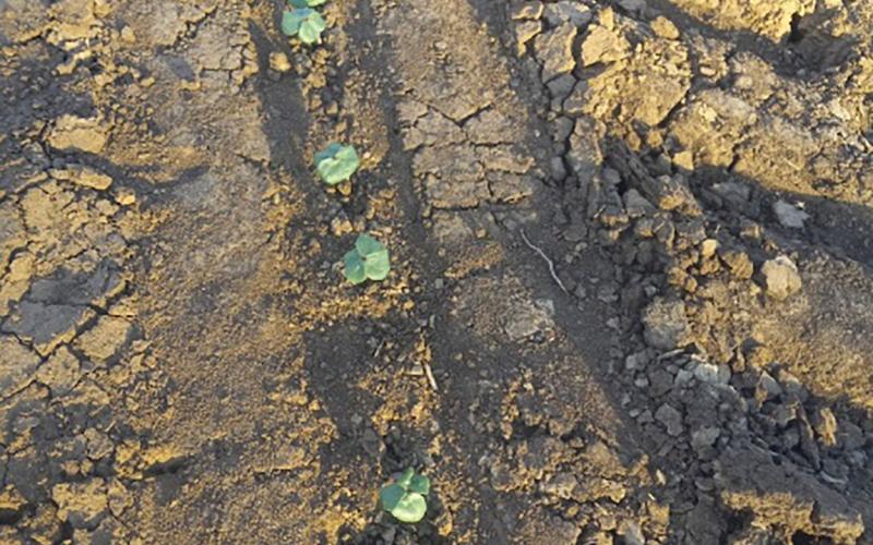 Row of young crops emerging from a tire rut in compacted soil.