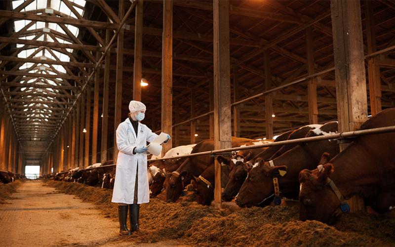 Facility inspector inspecting animals at a large dairy farm.