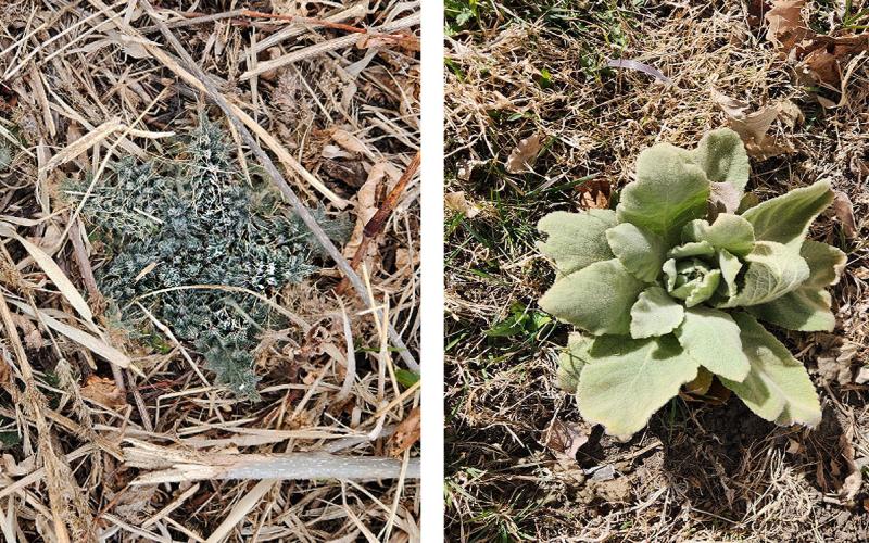 Early emerging bull thistle and common mullein in the rosette stage.