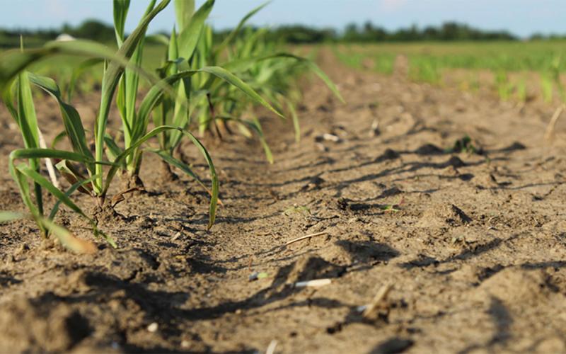 Row of young corn plants in dry soil.