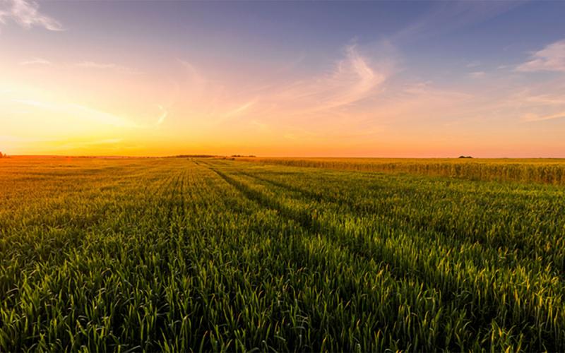 Sun rising over cropland.
