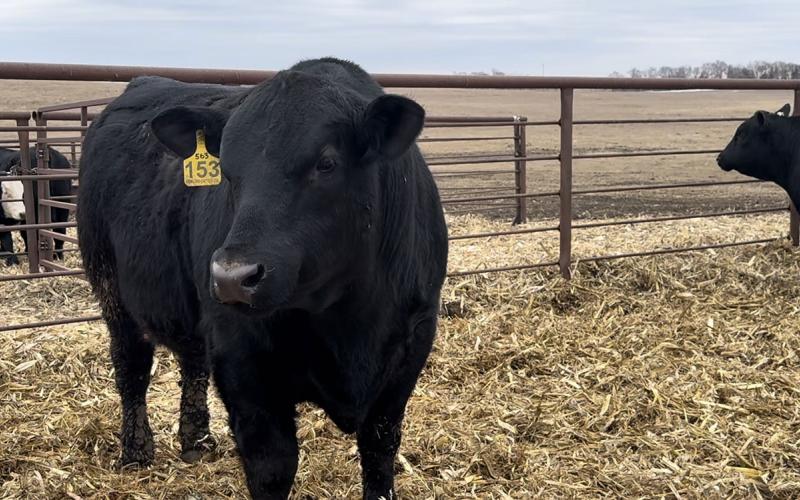 Black bull in a pen.