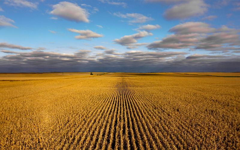 Vast, sprawling cornfield.