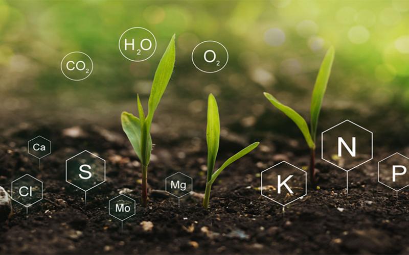 Various chemical symbols for common nutrients found in garden soil over a selection of young plants emerging from garden soil.