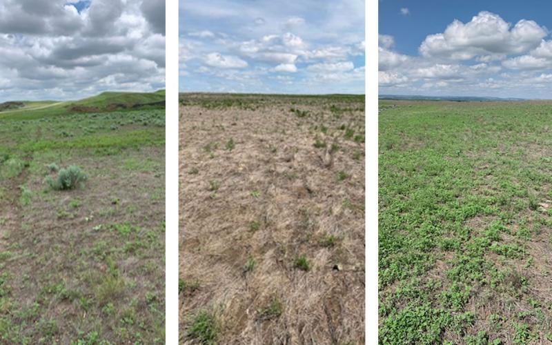 Three photos of crested wheatgrass pastures in southwest South Dakota, showing the gradual effects of crested wheatgrass die-off.