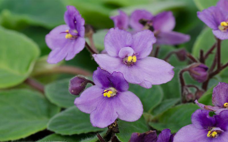 Delicate, light-purple flowers of the African Violet.