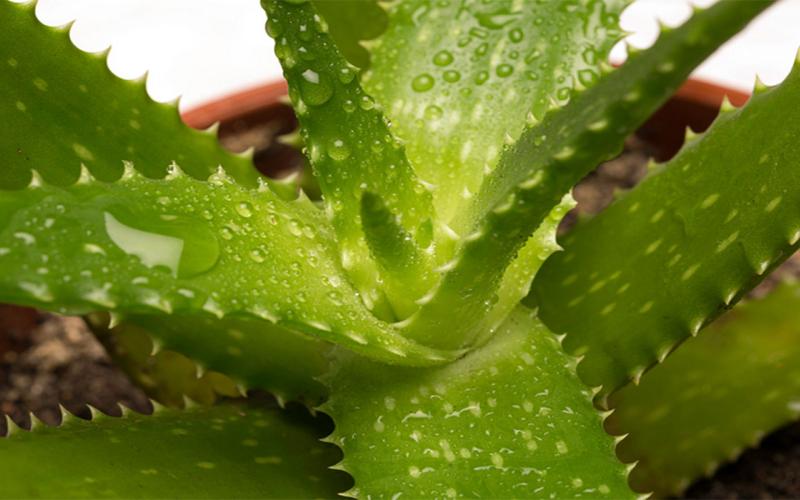 Potted aloe vera plant with green, fleshy, lance-shaped, leaves.