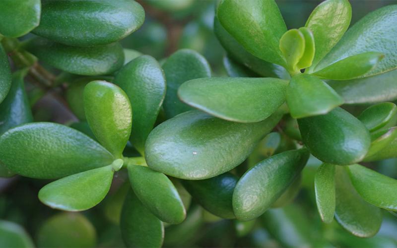 Jade plant with thick, oval shaped leaves.