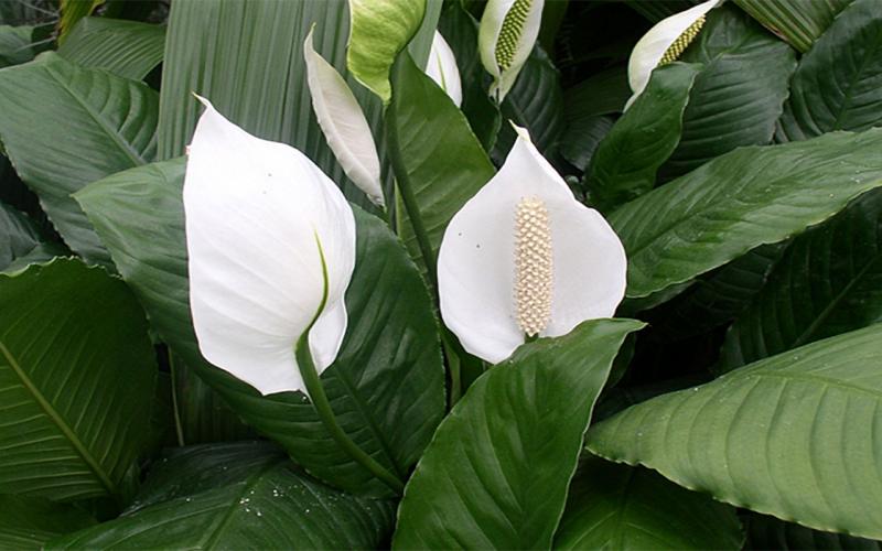 Peace lily plant with glossy, dark-green, oval-shaped leaves and white flowers.