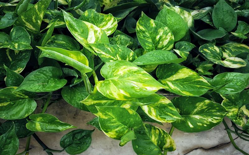 Golden pothos plant with trailing vines and large, thick, waxy-textured, heart-shaped, bright green leaves.
