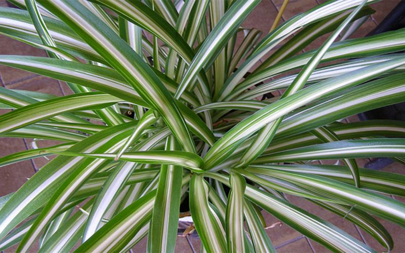 Long, striped leaves of a green spider plant.
