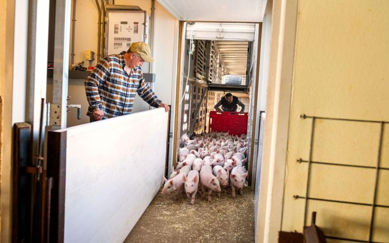 Producers unloading a herd of young swine from a transport vehicle.