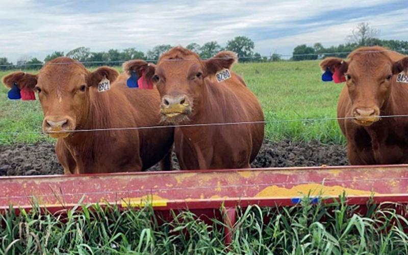 Three brown yearlings eating from a feeding trough.