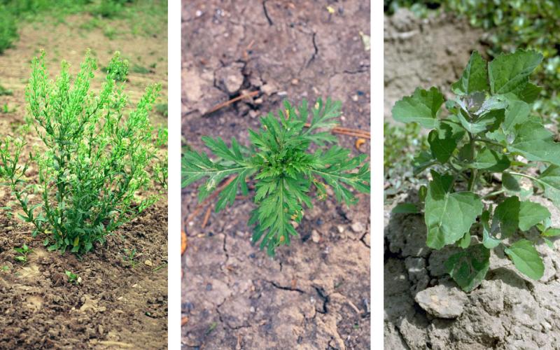 Field pennycress, common ragweed, and kochia weeds emerging in early spring.