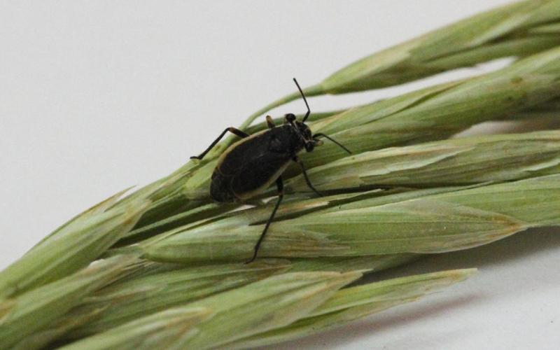A small black bug with tan margins on its wings resting on a grass seed head.