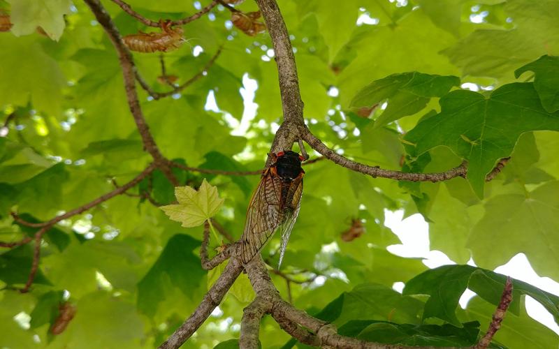 A dark bodied insect with large wings and red eyes sitting on a tree twig. There are green leaves behind it and many tan insect shells.
