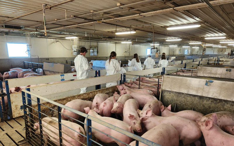 Youth inspecting swine in pens