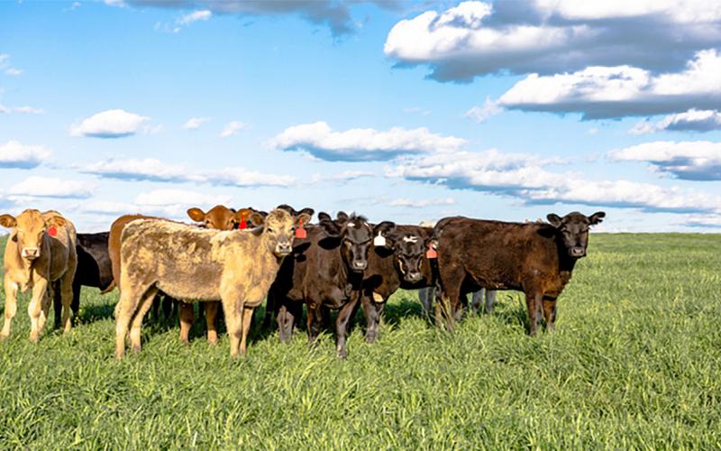 Group of crossbred heifers in a pasture.