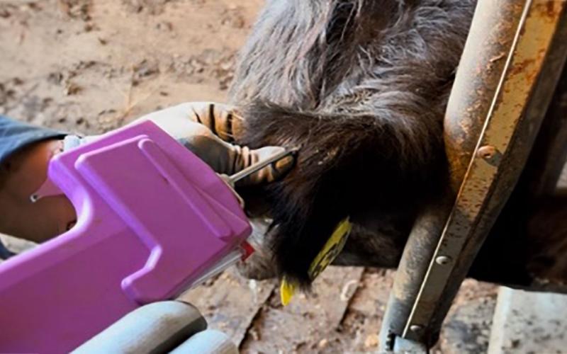 Producer administering an implant in a calf.