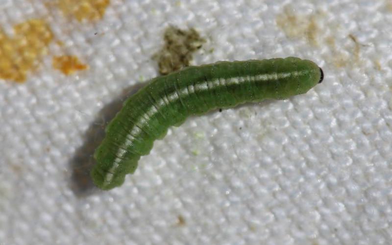 Green alfalfa weevil larvae with a white stripe running down its body.