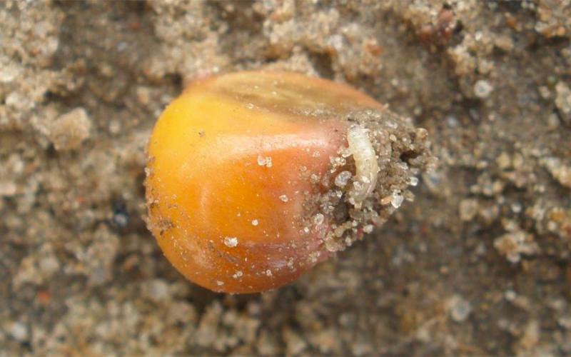 Seecorn maggot larva feeding on a seed in a field.