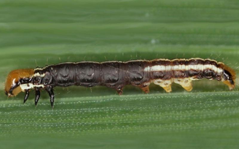 Purple-brown caterpillar with orange head on a green corn leaf.