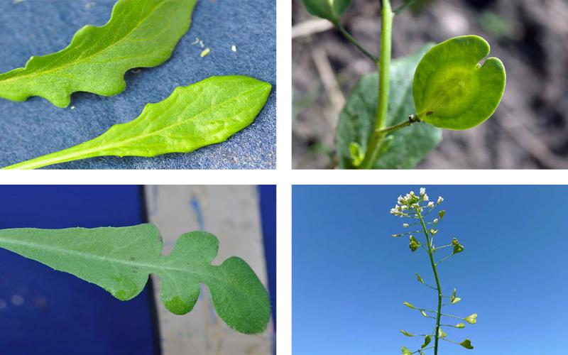 Top: Field pennycress leaves and seeds. Bottom: Shepherd’s purse leaves and seeds.