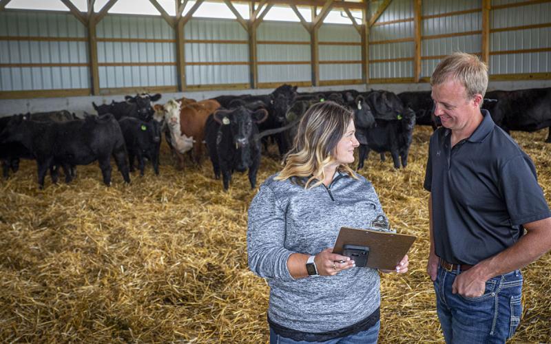 Male and female producer examining a small group of mixed cattle in a pole barn.