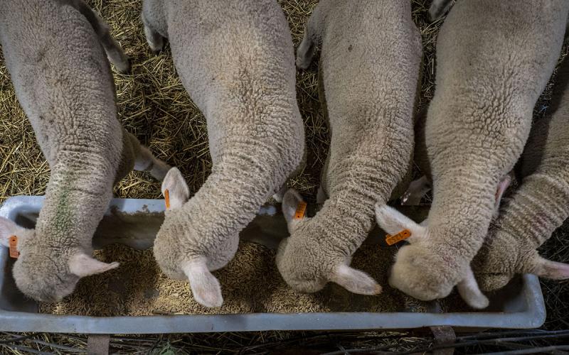 Merino sheep eating from a small feeding trough.