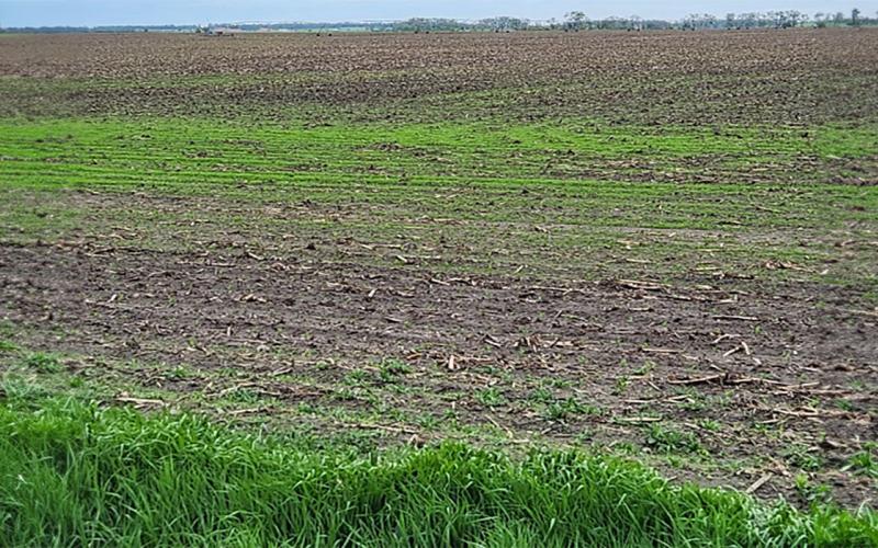 Various weeds emerging from a research plot in some rows, while other rows are weed-free.