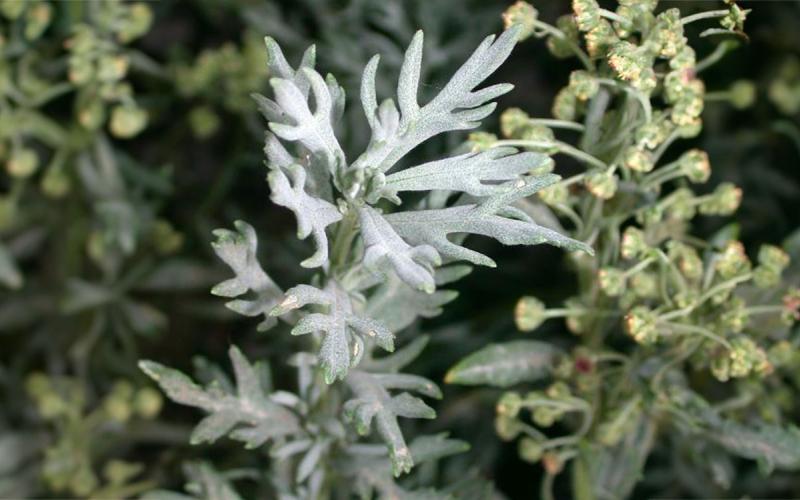 A picture of a absinth wormwood plant that has white colored leaves.