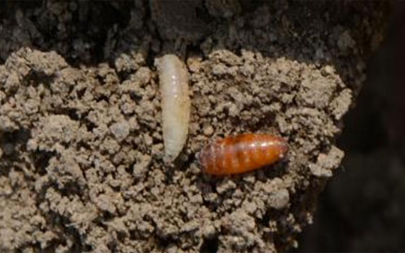 Small white maggot next to a brown pill shaped pupa.