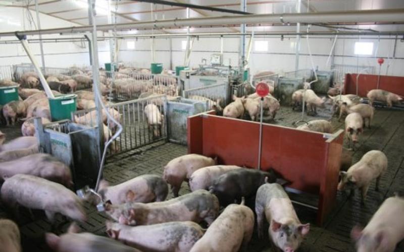 Pigs in a feeding facility