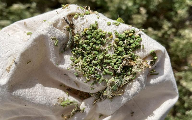 White net covered in green larvae.