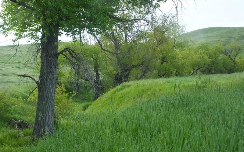 Lush, riparian vegetation growing alongside a stream running through rangeland.