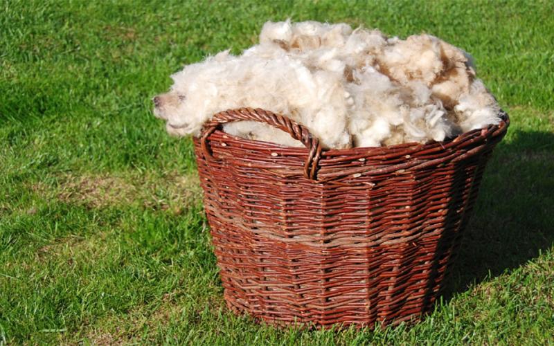 Wicker basket full of raw sheep’s wool sitting on a lawn.