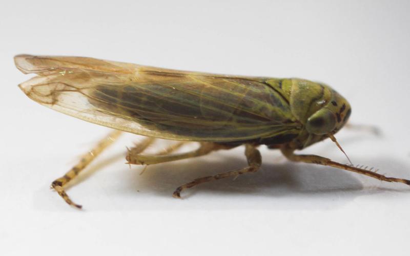 Green leafhopper with clear wings.