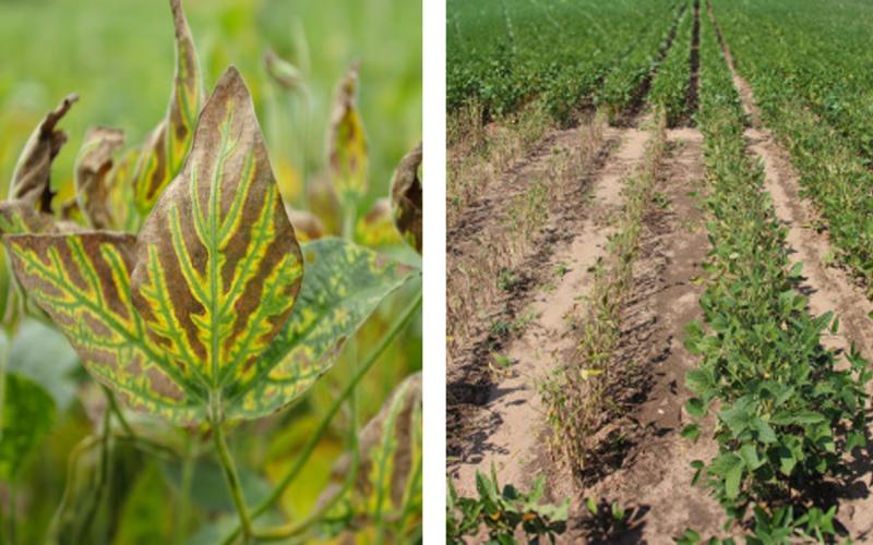 Green veins are striking compared to the necrotic (brown) tissue on SDS-infected soybean.