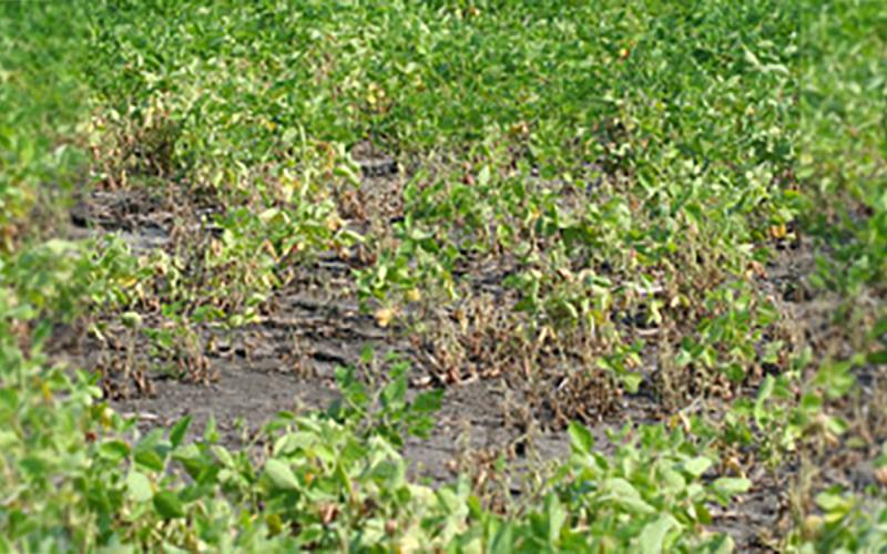 Phytophthora root and stem rot damage observed in a field of soybeans.
