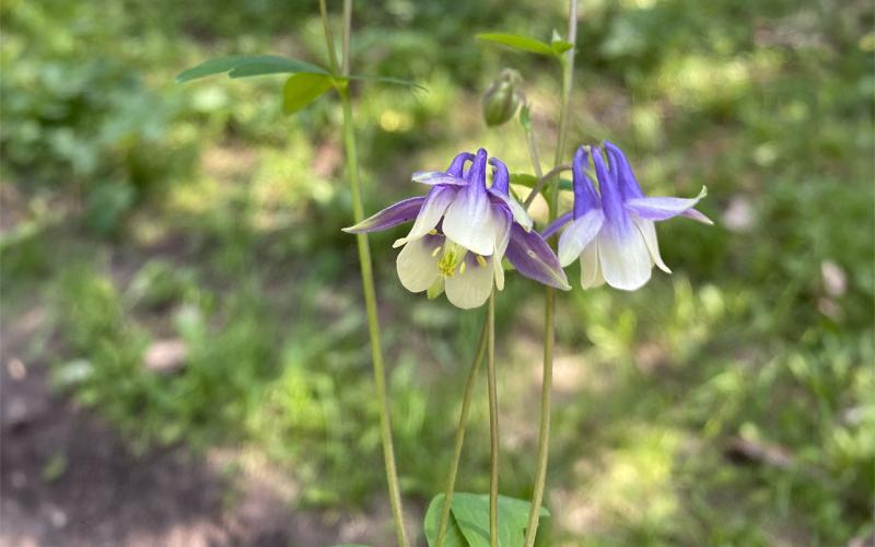 Small-flowered columbine in bloom in a wooded area.