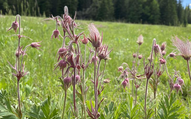 Multiple red flowers bloom in an open meadow. Green foliage rises from the base of flowers. Spruce trees are seen in the background.