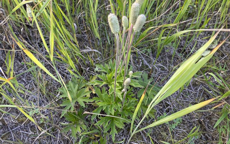 White, oblong flowers on tall stems and green grass surrounded by brown prairie soil
