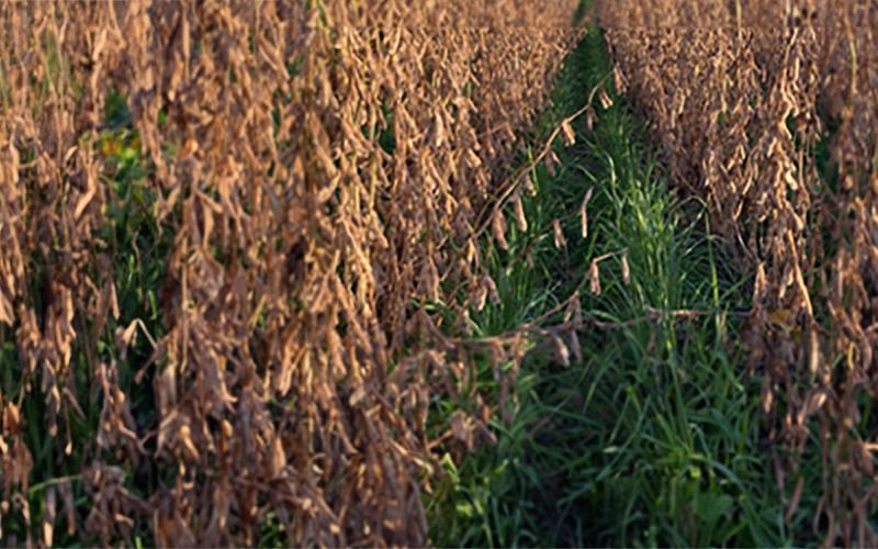 Interseeded cover crops growing between rows of mature soybeans.