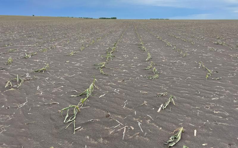 Field with severely scoured crops due to blowing soil.